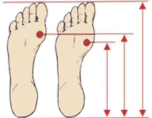 foot_joint_length